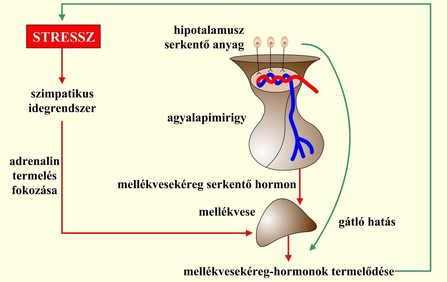 mellékvese hormon diéta rina diéta magyarul